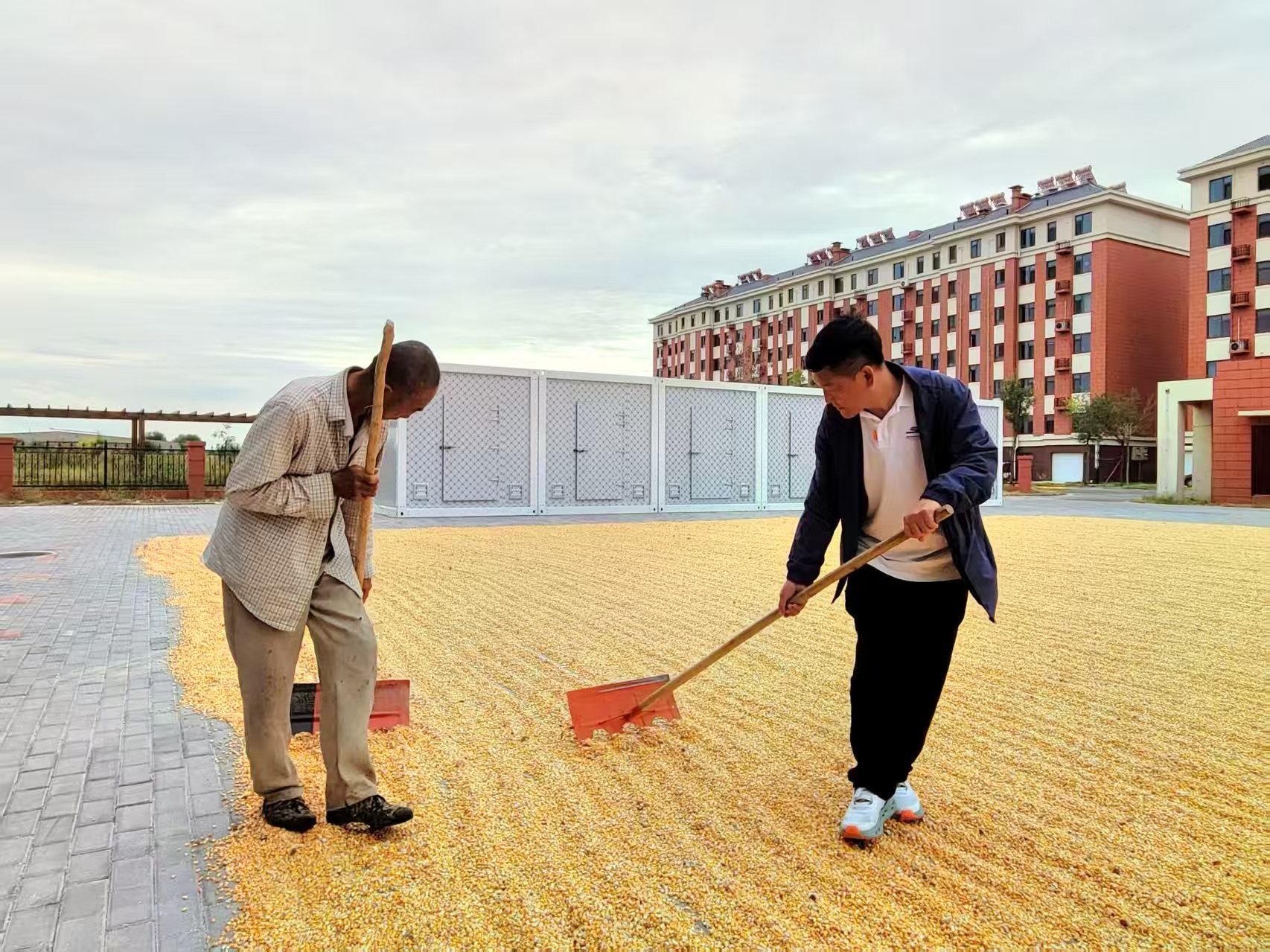 金葉志願映初心 織路菌香繪振興